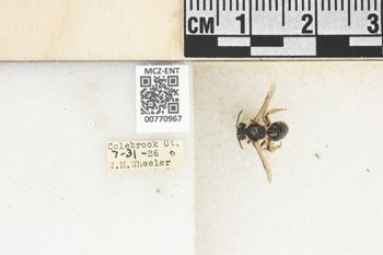 Media type: image;   Entomology 770967 Aspect: Labels